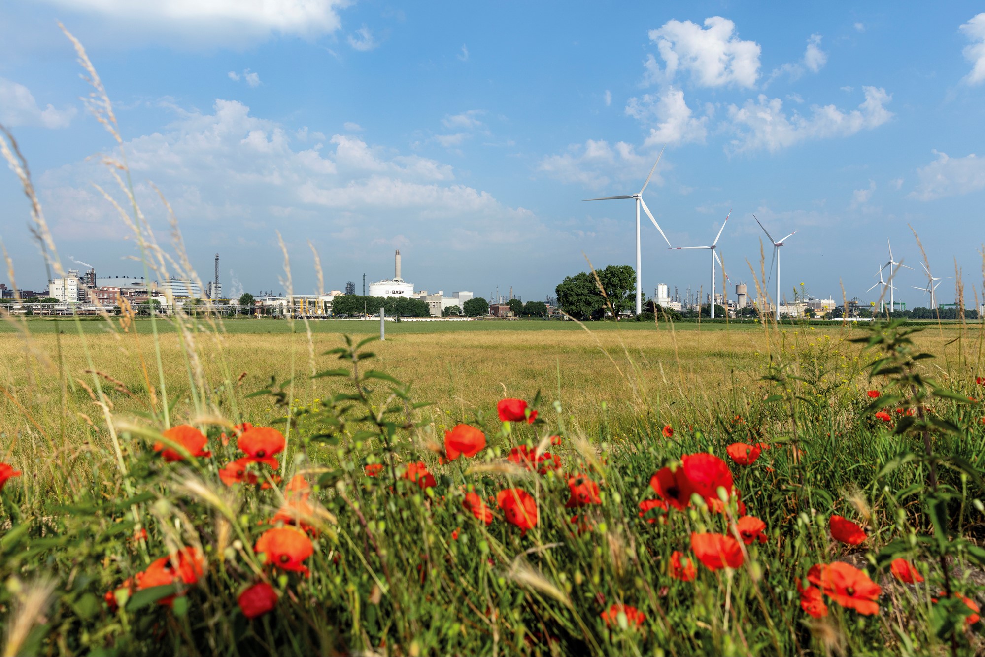 Wiese mit Gräsern und Mohnblumen stehen für den Biomassenbilanz-Ansatz der BASF. Im Hintergrund ein Industriegebiet und mehrere Windkraftanlagen.