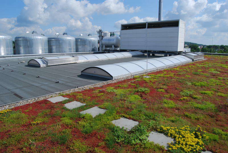 Großflächig begrüntes, klimafreundliches Dach eines Industriegebäudes.